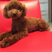 「よろしくお願いします！」「なめても安心！水で洗う除菌・消臭＆洗浄スプレー」モニター　10名様　大募集の投稿画像