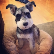 「コトラです」「なめても安心！水で洗う除菌・消臭＆洗浄スプレー」モニター　10名様　大募集の投稿画像