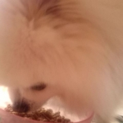 「よろしくお願いします！」「なめても安心！水で洗う除菌・消臭＆洗浄スプレー」モニター　10名様　大募集の投稿画像