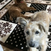 「仲良し兄弟」「なめても安心！水で洗う除菌・消臭＆洗浄スプレー」モニター　10名様　大募集の投稿画像