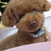 「試してみたいわん」「なめても安心！水で洗う除菌・消臭＆洗浄スプレー」モニター　10名様　大募集の投稿画像