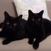 「猫ですが・・・」「なめても安心！水で洗う除菌・消臭＆洗浄スプレー」モニター　10名様　大募集の投稿画像