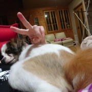 「おケツ」「毛づや」や「いぼ」のお悩みに『犬用天然食材サプリメント』モニター10名様大募集の投稿画像