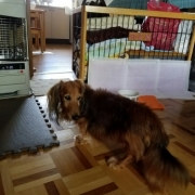 「15歳になりました」「毛づや」や「いぼ」のお悩みに『犬用天然食材サプリメント』モニター10名様大募集の投稿画像