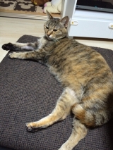 口コミ記事「ねこ姫〜姫&王子のエサ〜」の画像