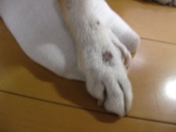 「ポツポツ」の画像（1枚目）