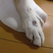 「ポツポツ」「毛づや」や「いぼ」のお悩みに『犬用天然食材サプリメント』モニター10名様大募集の投稿画像