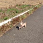 「お散歩だいすき♪」「毛づや」や「いぼ」のお悩みに『犬用天然食材サプリメント』モニター10名様大募集の投稿画像
