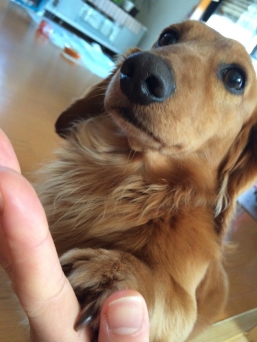 最近元気がありません