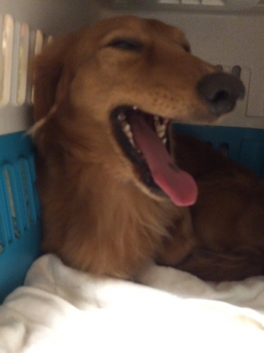 最近元気がありません