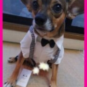 「頭の上のイボと吹き出物」「毛づや」や「いぼ」のお悩みに『犬用天然食材サプリメント』モニター10名様大募集の投稿画像