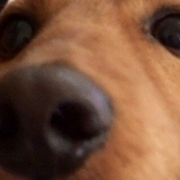 「最近元気がありません」「毛づや」や「いぼ」のお悩みに『犬用天然食材サプリメント』モニター10名様大募集の投稿画像