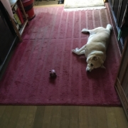 「わんこ」「毛づや」や「いぼ」のお悩みに『犬用天然食材サプリメント』モニター10名様大募集の投稿画像