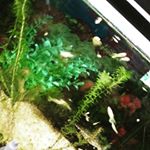 我が家のアクアリウム#クリンスイ #水のある風景 #Cleansui #moniplaのInstagram画像