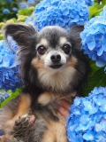紫陽花に囲まれて♪