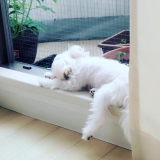 窓辺で日向ぼっこ♪