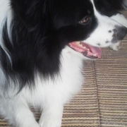 「いつもこのスタイルで」【わんちゃん専用高濃度水素水　ペットの贅沢水素水】コップ1杯からできる健康管理！の投稿画像