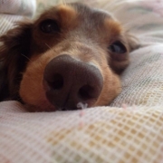 「zzz」【わんちゃん専用高濃度水素水　ペットの贅沢水素水】コップ1杯からできる健康管理！の投稿画像