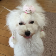 「食べたーい」【わんちゃん専用高濃度水素水　ペットの贅沢水素水】コップ1杯からできる健康管理！の投稿画像