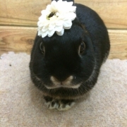 「(*^_^*)」【わんちゃん専用高濃度水素水　ペットの贅沢水素水】コップ1杯からできる健康管理！の投稿画像