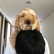 「おんぶ」【わんちゃん専用高濃度水素水　ペットの贅沢水素水】コップ1杯からできる健康管理！の投稿画像