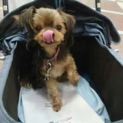 「なが～い舌」【わんちゃん専用高濃度水素水　ペットの贅沢水素水】コップ1杯からできる健康管理！の投稿画像