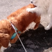 「遊び中」【わんちゃん専用高濃度水素水　ペットの贅沢水素水】コップ1杯からできる健康管理！の投稿画像