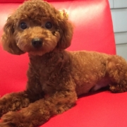 「ごはんはまだですか？」【わんちゃん専用高濃度水素水　ペットの贅沢水素水】コップ1杯からできる健康管理！の投稿画像