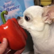 「キュッキュ11歳」【わんちゃん専用高濃度水素水　ペットの贅沢水素水】コップ1杯からできる健康管理！の投稿画像