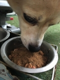 「食いつきが良いです！」の画像（1枚目）