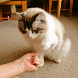 口コミ：アイムス　キャットドライフードの画像（7枚目）