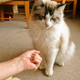 口コミ：アイムス　キャットドライフードの画像（5枚目）