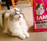 口コミ：アイムス　キャットドライフードの画像（9枚目）