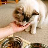 口コミ：アイムス　キャットドライフードの画像（8枚目）