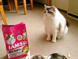 口コミ：アイムス　キャットドライフードの画像（2枚目）