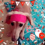 #スポーツオブハート #monipla 🐶「私だって、ママのウデのペロペロ競争だったら負けないわよ」秋と言えば「運動会」運動会と言えば「スポーツ」スポーツと言えば「#スポーツオブハート 」きっ&hellip;のInstagram画像