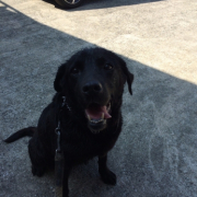 「愛犬 くりちゃん」【ペットの贅沢水素水】わんちゃんとのベストツーショットください！！の投稿画像