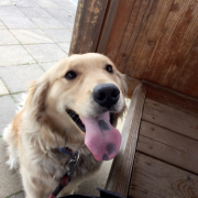 「ラッシー」【ペットの贅沢水素水】わんちゃんとのベストツーショットください！！の投稿画像