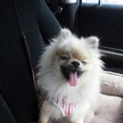 「嬉しい嬉しい」【ペットの贅沢水素水】わんちゃんとのベストツーショットください！！の投稿画像