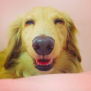 「顔出しＯＫです！ 　」【ペットの贅沢水素水】わんちゃんとのベストツーショットください！！の投稿画像