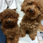 「うちの二匹」愛犬の「夜泣き」「無駄吠え」にお困りの方！10名様募集の投稿画像