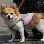 「家族でお出掛け。。。」愛犬の「夜泣き」「無駄吠え」にお困りの方！10名様募集の投稿画像