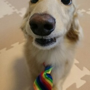 「ピース5歳 ♂ 我が家の長男」愛犬の「夜泣き」「無駄吠え」にお困りの方！10名様募集の投稿画像