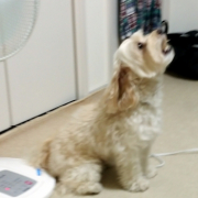 「すぐに吠えてしまいます。」愛犬の「夜泣き」「無駄吠え」にお困りの方！10名様募集の投稿画像