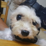 「愛犬」愛犬の「夜泣き」「無駄吠え」にお困りの方！10名様募集の投稿画像