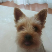 「不安にさしてしまってるのかも・・・。」愛犬の「夜泣き」「無駄吠え」にお困りの方！10名様募集の投稿画像