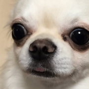 「チワワ」愛犬の「夜泣き」「無駄吠え」にお困りの方！10名様募集の投稿画像