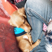 「甘えん坊」愛犬の「夜泣き」「無駄吠え」にお困りの方！10名様募集の投稿画像