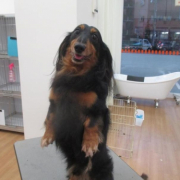 「レオン君」愛犬の「夜泣き」「無駄吠え」にお困りの方！10名様募集の投稿画像