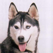 「メディサウンドCD」愛犬の「夜泣き」「無駄吠え」にお困りの方！10名様募集の投稿画像